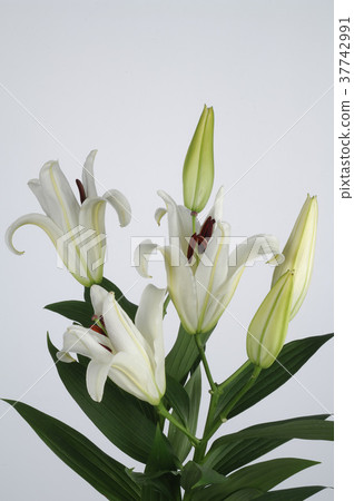 香水百合,百合花,花瓣,開花,植物,葉子,特別的,特殊,特寫 香水百合,百合花,花瓣,開花,植物,葉子,特別的,特殊,特寫 37742991