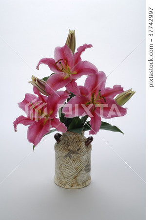 香水百合,百合花,花瓣,開花,植物,葉子,特別的,特殊,特寫 37742997
