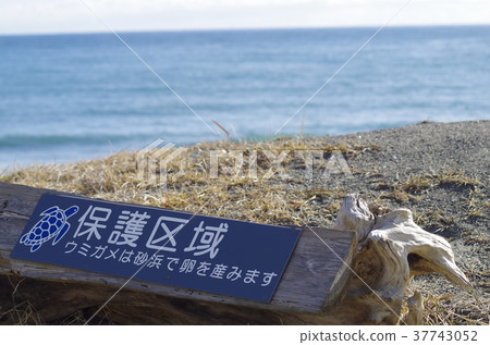 Sea turtle 37743052