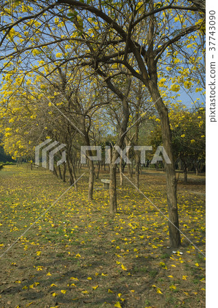 黃花風鈴木,風鈴木,花,花瓣,開花,植物,葉子,特別的 37743090