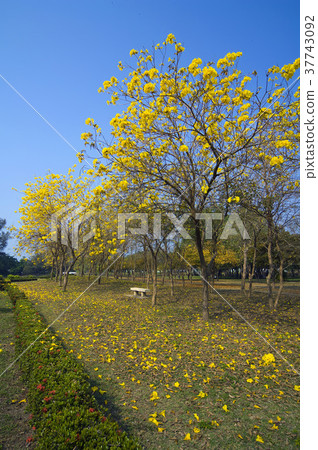 黃花風鈴木,風鈴木,花,花瓣,開花,植物,葉子,特別的 37743092