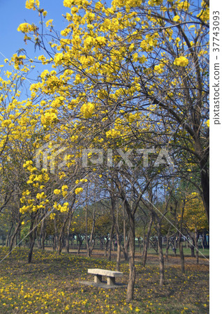 黃花風鈴木,風鈴木,花,花瓣,開花,植物,葉子,特別的 37743093