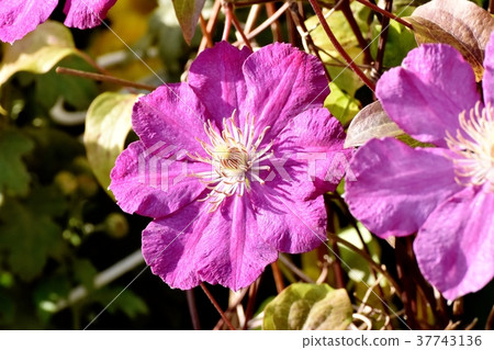 Clematis blooming in Mitaka Nakahara, Mitaka City, Tokyo 37743136