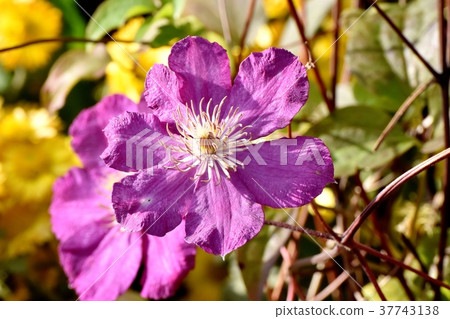 開花在Mitaka Nakahara,Mitaka市,東京的鐵線蓮屬 開花在Mitaka Nakahara,Mitaka市,東京的鐵線蓮屬 37743138
