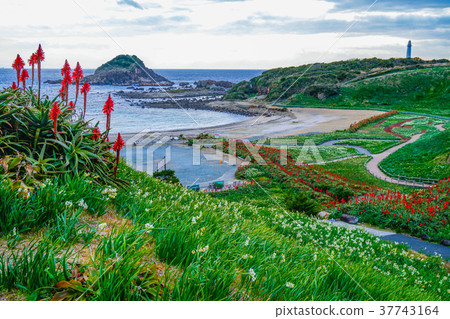 Shimoda Narcissus Shimoda Narcissus 37743164