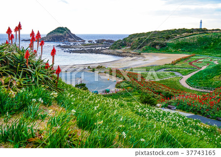 Shimoda Narcissus 37743165