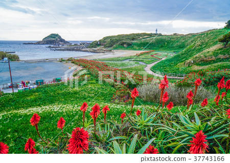 Shimoda Narcissus Shimoda Narcissus 37743166