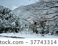 Shirakawago Gassho Village的雪景 37743314