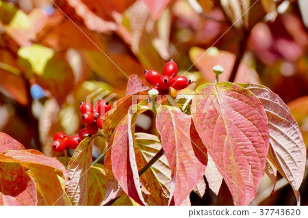 Fruits of dogwood that will be in Mitaka Nakahara, Mitaka City, Tokyo 37743620