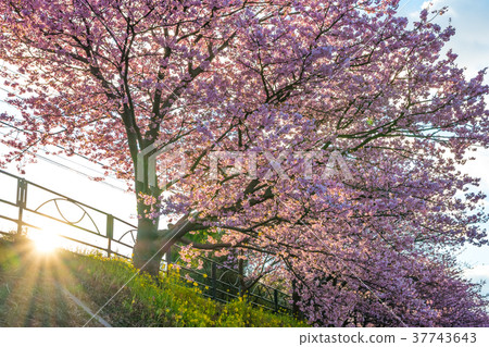 Kawazu cherry tree Kawazu cherry tree 37743643