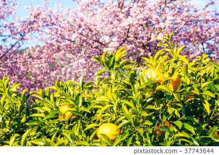 Kawazu cherry blossoms and citrus fruits 37743644