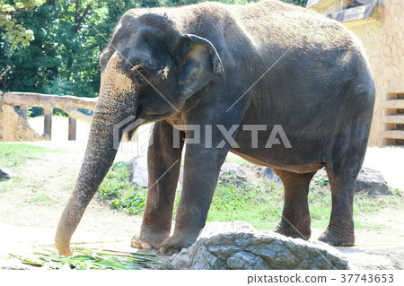 Elephant Elephant 37743653