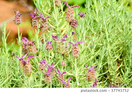 French Lavender blooming in Mitaka Nakahara, Mitaka City, Tokyo 37743752