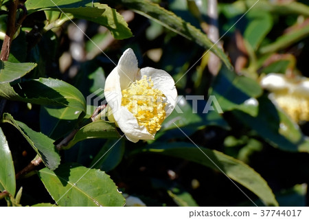 A flower of a tea tree blooming in Mitaka Nakahara, Mitaka City, Tokyo A flower of a tea tree blooming in Mitaka Nakahara, Mitaka City, Tokyo 37744017