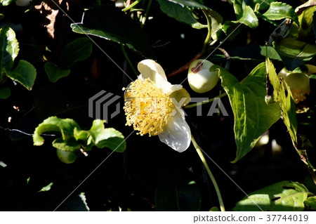 A flower of a tea tree blooming in Mitaka Nakahara, Mitaka City, Tokyo 37744019