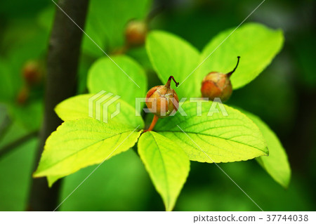 堅果的果實 37744038