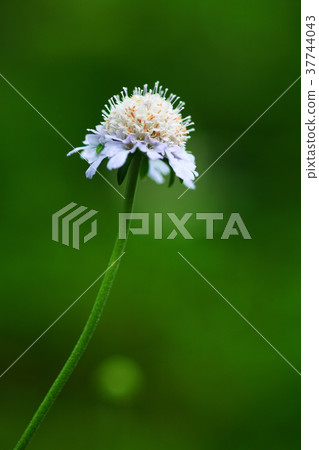 Scutellaria flower blooming in grassland Scutellaria flower blooming in grassland 37744043