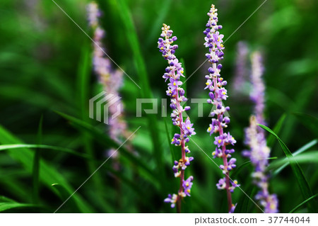 Yaburan flowers began to bloom Yaburan flowers began to bloom 37744044