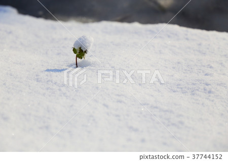 Snow and bud Snow and bud 37744152