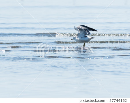 海貓傳播羽毛 海貓傳播羽毛 37744162