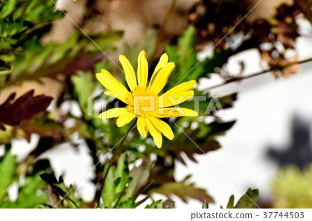 開花在Mitaka Nakahara，Mitaka市，東京的黃色瑪格麗特波斯菊 37744503
