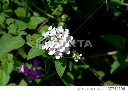 開花在Mitaka Nakahara,Mitaka市,東京的馬櫻丹屬 開花在Mitaka Nakahara,Mitaka市,東京的馬櫻丹屬 37744506