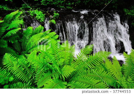 Mountain stream Mountain stream 37744553