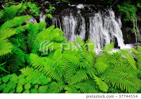 Mountain stream 37744554