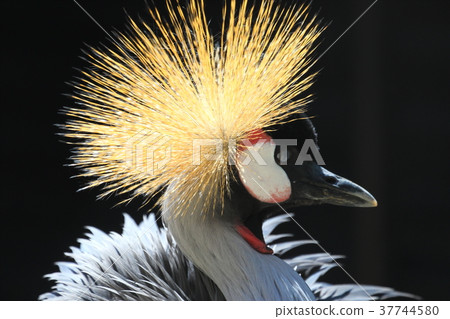 White-crowned crane 37744580