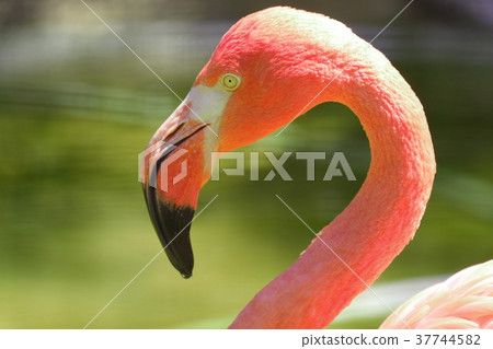 Beni Iro Flamingo 37744582