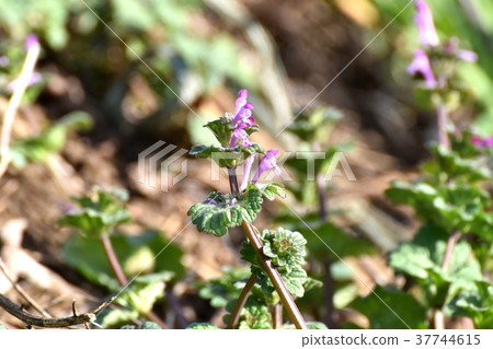 Plants of Mitaka City, Tokyo, blooming in Mitaka Nakahara Plants of Mitaka City, Tokyo, blooming in Mitaka Nakahara 37744615
