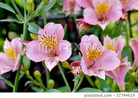 Alstroemeria blooming in Mitaka Nakahara, Mitaka City, Tokyo 37744619
