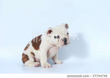 purebred English Bulldog puppy action on white purebred English Bulldog puppy action on white 37744748