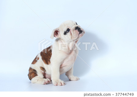 purebred English Bulldog puppy action on white 37744749