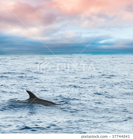 Fin of Dolphin swimming in Ocean 37744841