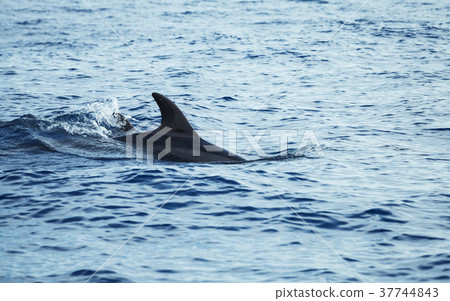 Fin of dolphin swimming in Atlantic Ocean 37744843
