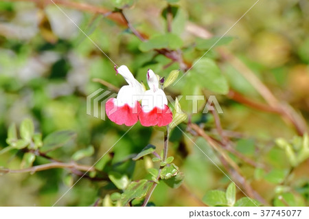 Red and white salvia microphila blooming in Mitaka Nakahara, Mitaka City, Tokyo 37745077