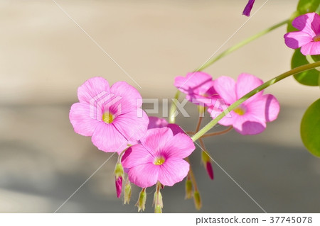 東京三鷹市的植物，盛開在三鷹中原 37745078