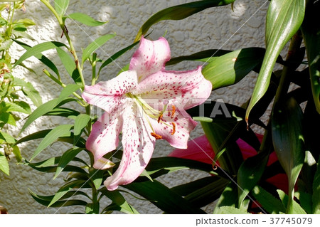 開花在Mitaka Nakahara，Mitaka市，東京的孤挺花 37745079