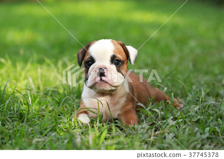 english bulldog puppy enjoy life on greensward english bulldog puppy enjoy life on greensward 37745378