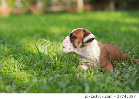 english bulldog puppy enjoy life on greensward english bulldog puppy enjoy life on greensward 37745387