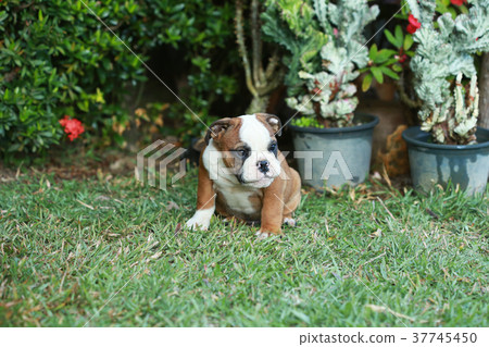 english bulldog puppy enjoy life on greensward 37745450
