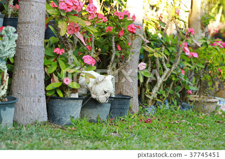 english bulldog puppy enjoy life on greensward 37745451