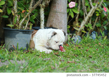 english bulldog puppy enjoy life on greensward 37745452