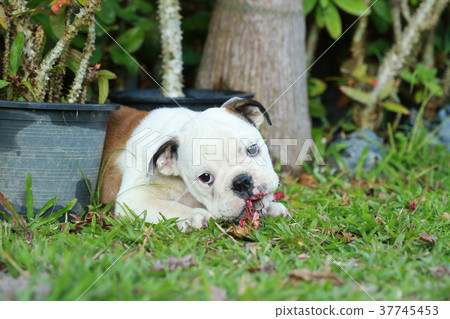 english bulldog puppy enjoy life on greensward 37745453