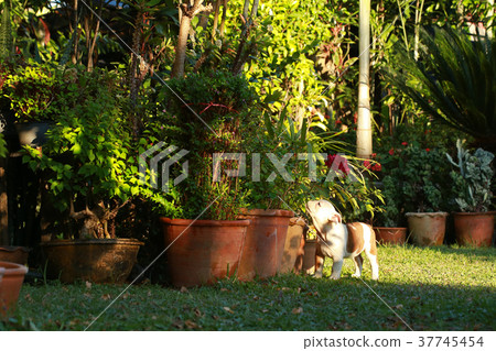 english bulldog puppy enjoy life on greensward 37745454