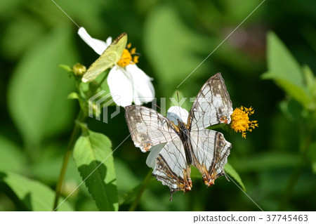 Growing greenhouse 37745463