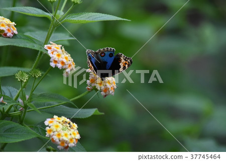 Growing greenhouse 37745464