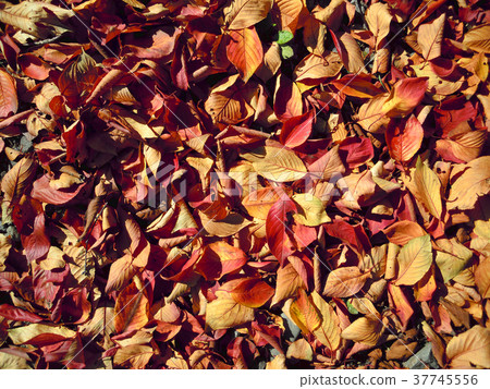 Carpet of deciduous leaves 37745556