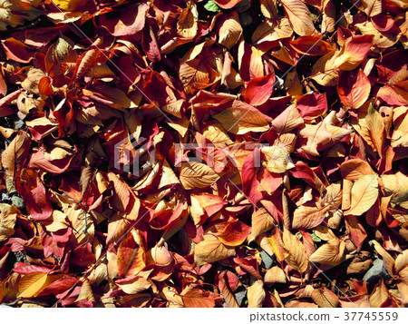 Spread the fallen leaves Spread the fallen leaves 37745559